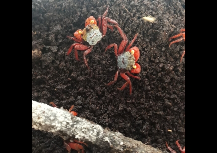 Geosesarma rouxi - Rainbow Vampire Crab (red leg) 17 left