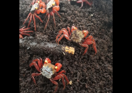 Geosesarma rouxi - Rainbow Vampire Crab (red leg)