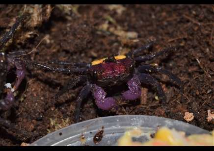 Geosesarma tricolor - Tricolor Vampire Crab 17 left