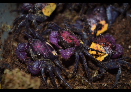 Geosesarma tricolor - Tricolor Vampire Crab 17 left