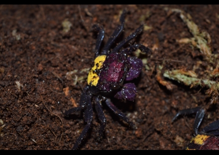 Geosesarma tricolor - Tricolor Vampire Crab 17 left