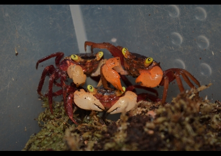 Geosesarma pontianak - White Mandarin Vampire Crab 