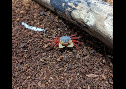 Geosesarma pontianak - White Mandarin Vampire Crab 