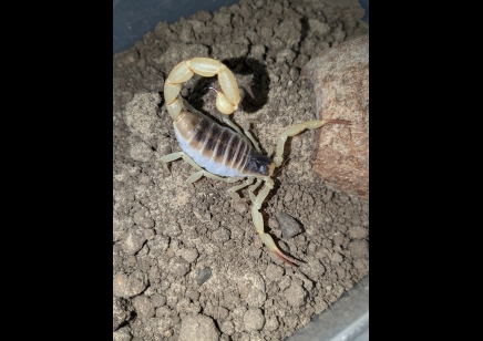 Hadrurus obscurus - Californian desert hairy 5 left