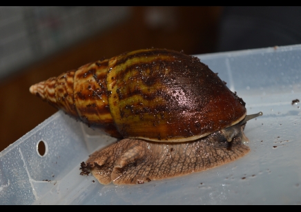 Achatina Balteata - Giant African land snail - Tiger snail