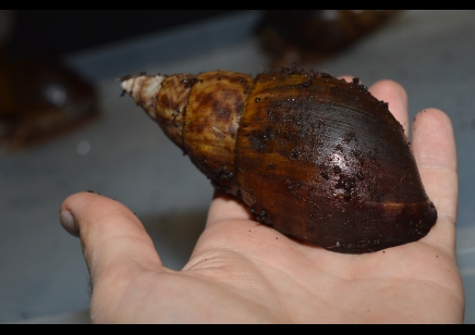 Achatina Balteata - Giant African land snail - Tiger snail