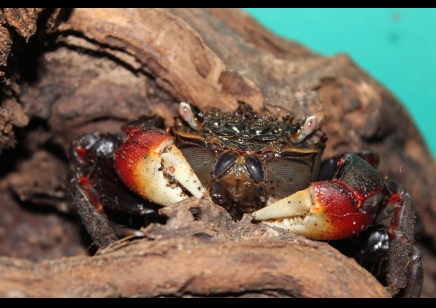 Neosarmatium smithi - Red Spider Crab (missing claw/legs)