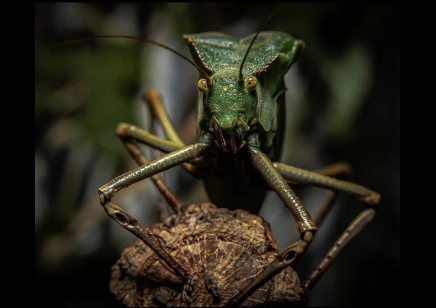 Siliquofera grandis - Giant Hooded Katydid (CB by BugzUK) (pack of 4)