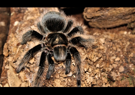 Tliltocatl Albopilosus Hobby (CB by BugzUK)