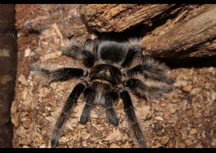 Tliltocatl Albopilosus Hobby (CB by BugzUK)