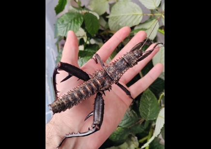 Eurycantha horrida - Thorny devil stick insects CB