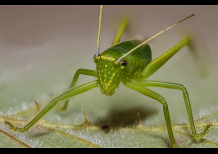 Siliquofera grandis - Giant Hooded Katydid (CB by BugzUK)