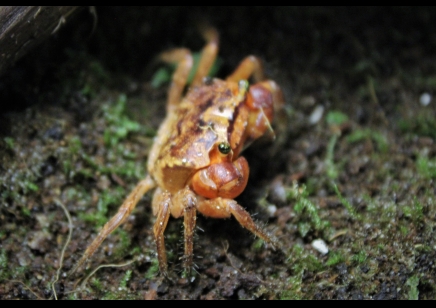 Metasesarma aubryi - Red Apple Crab - group of 5