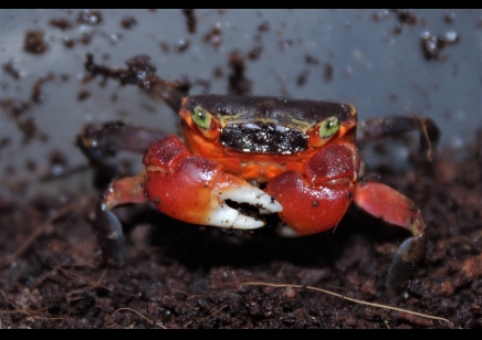 Metasesarma aubryi - Red Apple Crab - group of 5