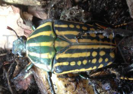 Chelorrhina savagei