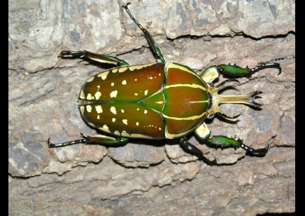 Mecynorrhina polyphemus C/B 