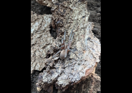 Hogna osceola - Red Pine Giant Wolf Spider