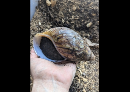 Archachatina Marginata Ovum -Giant African Land Snail XXL SIZE 16+cm