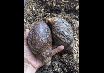 Archachatina Marginata Ovum -Giant African Land Snail XXL SIZE 16+cm