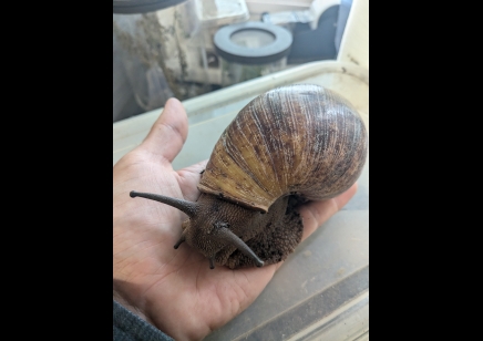 Archachatina Marginata Ovum -Giant African Land Snail L 8/12cm