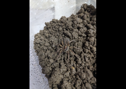 True Spiders: Lycosidae Sp. Nigeria - Mix Of Nigerian Wolf Spiders