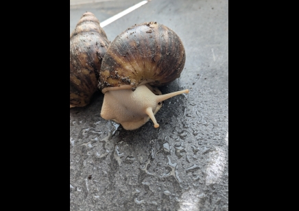 Archachatina Marginata albino - Giant African Land Snail Albino