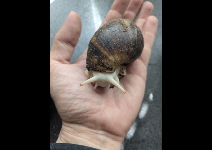 Archachatina Marginata albino - Giant African Land Snail Albino