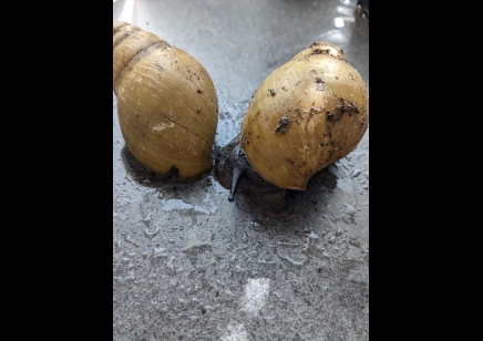 LIMITED STOCK. Archachatina marginata icterica - Albino shell Giant African Land snail