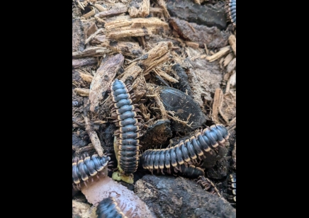 Coromus diaphorus - gold-edged band tail