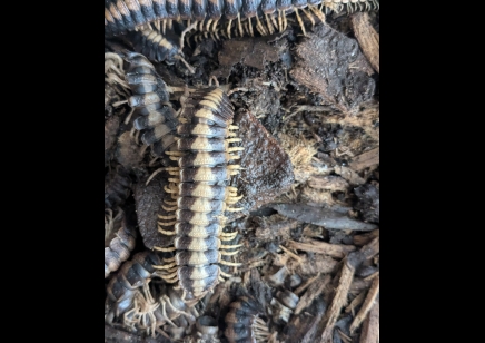 Coromus vittatus vittatus - Marzipan flat-back millipede