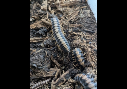 Coromus vittatus vittatus - Marzipan flat-back millipede