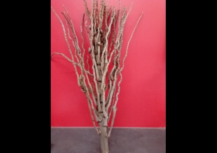 Full stem coconut branch large  50/60cm