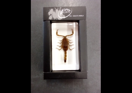 Paperweight Small - scorpion in resin Rectangle