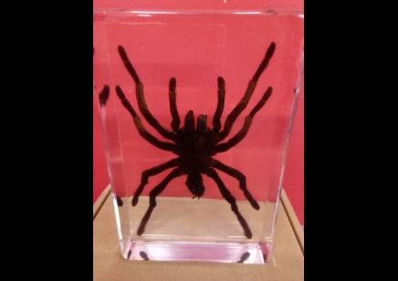 Paperweight -Large Tarantula in resin -Square