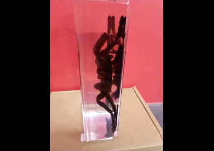 Paperweight -Large Tarantula in resin -Square