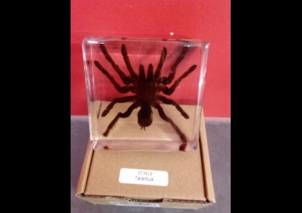 Paperweight -small Tarantula in resin- square 