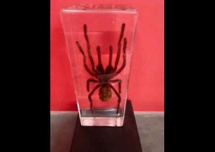 Paperweight Large -Tarantula in resin Rectangle