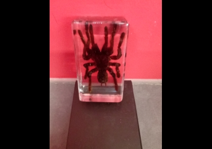 Paperweight Small- Tarantula in Resin Rectangle 