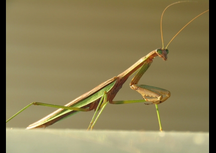 Tenodera sinensis