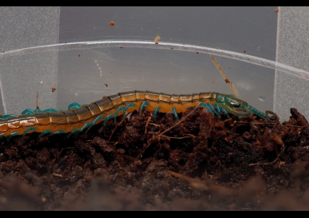 CAPTIVE BRED BY BUGZUK ! Scolopendra Sp. Madagascarensis peedlings