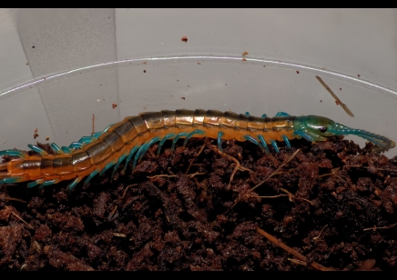 CAPTIVE BRED BY BUGZUK ! Scolopendra Sp. Madagascarensis peedlings