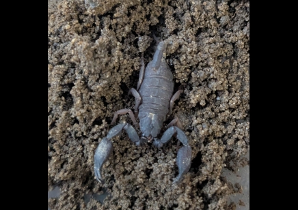 Scorpiops cf thailandus