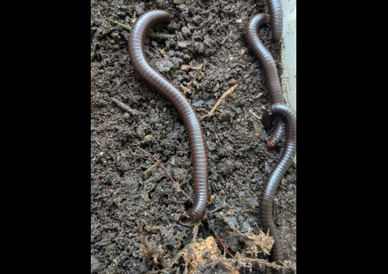 Orthroporus ornatus - Chocolate Desert Millipede 1 left