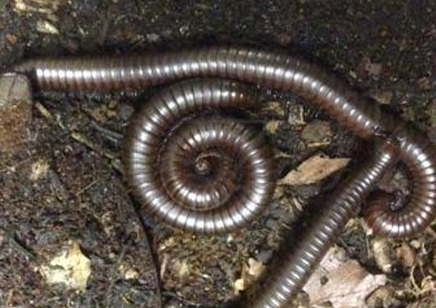 Orthroporus ornatus - Chocolate Desert Millipede 1 left