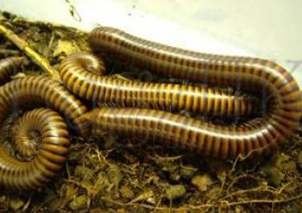 Pachybolus ligulatus - African amber millipede