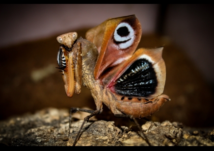 Deroplatys dessicata - Malaysian Dead Leaf Mantis (CB by BugzUK)