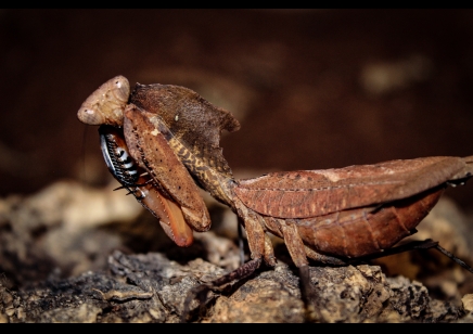 Deroplatys dessicata - Malaysian Dead Leaf Mantis (CB by BugzUK)