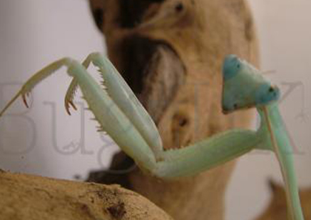 Hierodula membrenacea - Giant Asian Mantis CB - 2 adults avaliable