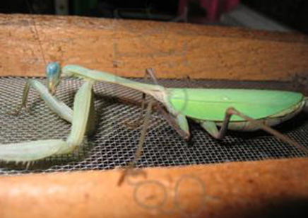 Hierodula membrenacea - Giant Asian Mantis CB - 2 adults avaliable