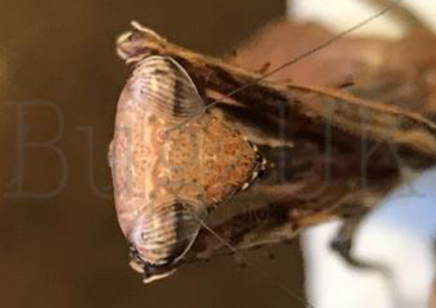 Pseudoempusa pinnapavonis - CB by Bugz 